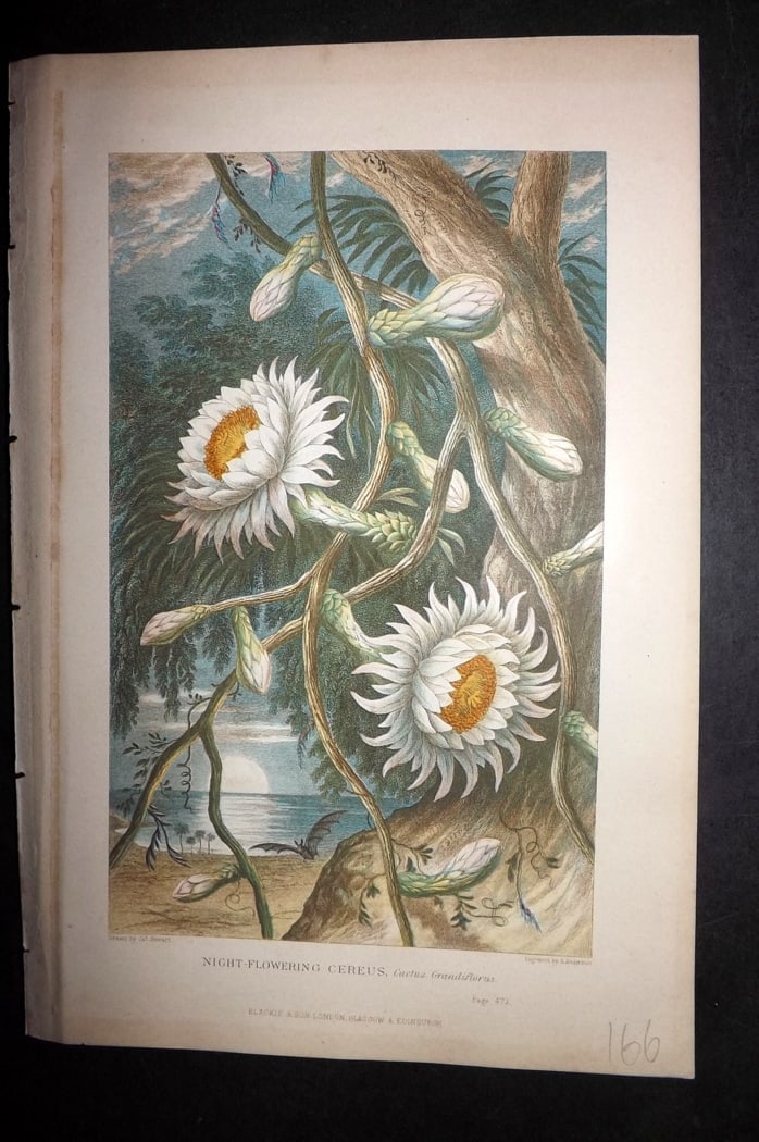 Pouchet, F. A. 1870 Botanical Print. Night Flowering Cereus: Colour Printed Woodblock Published 1870, London for "The Universe: Or, The Infinitely Great and The Infinitely Little" by F. A. Pouchet. Paper Size: 9.5 x 6 inch (24 x 15cm) Good Condition