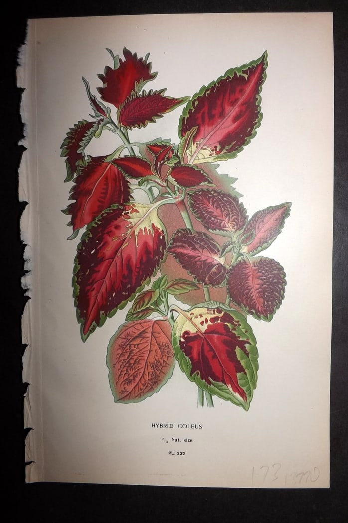 Step 1897 Antique Botanical Print. Hybrid Coleus 222: Chromolithograph Published 1896-97 by Frederick Warne & Co., London for "Favourite Flowers of Garden and Greenhouse" by Edward Step and William Watson. Paper Size: 9.5 x 6 inch (24 x 15cm) Good Condit