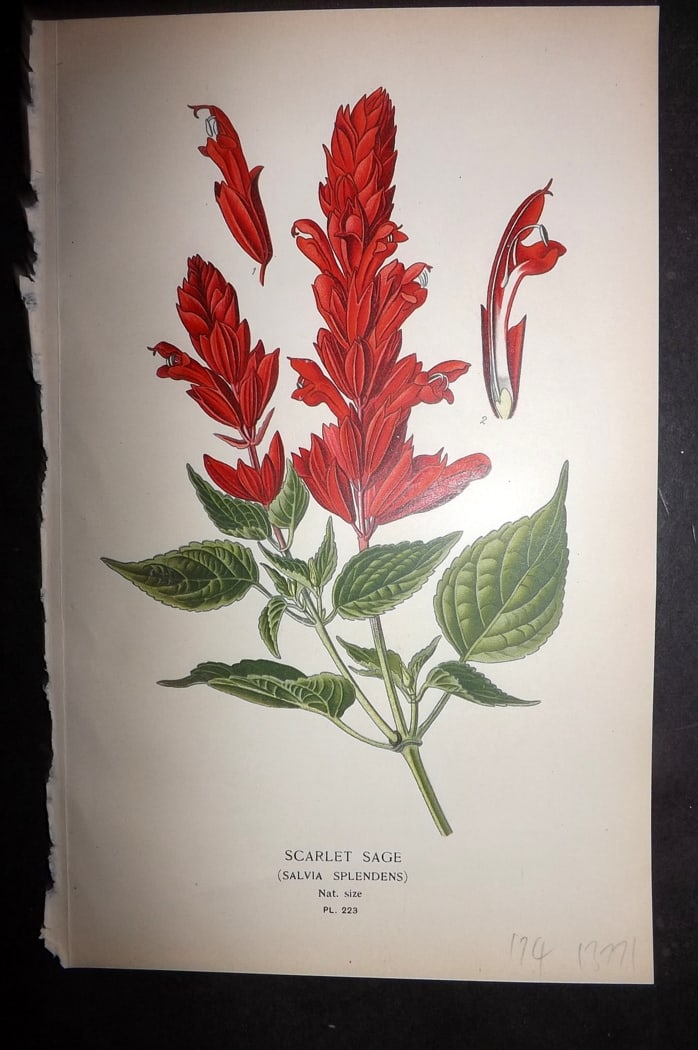 Step 1897 Antique Botanical Print. Scarlet Sage. Salvia Splendens 223: Chromolithograph Published 1896-97 by Frederick Warne & Co., London for "Favourite Flowers of Garden and Greenhouse" by Edward Step and William Watson. Paper Size: 9.5 x 6 inch (24 x 15cm) Good Condit