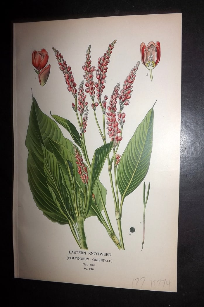 Step 1897 Antique Botanical Print. Eastern Knotweed (Polygonum Orientale) 226: Chromolithograph Published 1896-97 by Frederick Warne & Co., London for "Favourite Flowers of Garden and Greenhouse" by Edward Step and William Watson. Paper Size: 9.5 x 6 inch (24 x 15cm) Good Condit