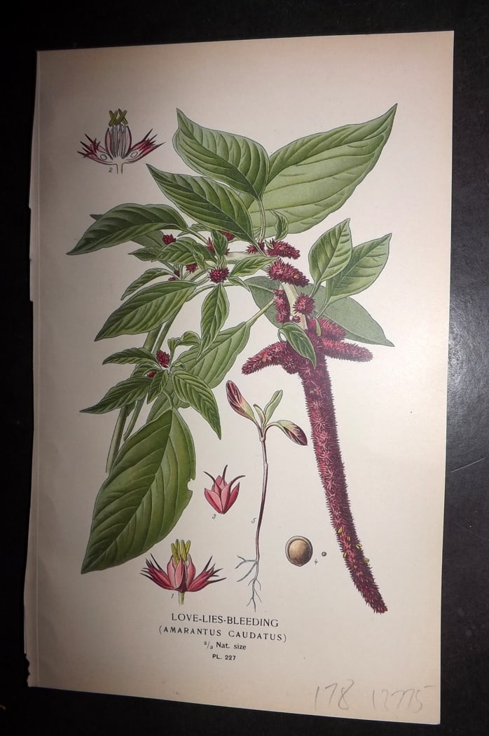 Step 1897 Antique Botanical Print. Love-Lies-Bleeding (Amaranthus Caudatus) 227: Chromolithograph Published 1896-97 by Frederick Warne & Co., London for "Favourite Flowers of Garden and Greenhouse" by Edward Step and William Watson. Paper Size: 9.5 x 6 inch (24 x 15cm) Good Condit