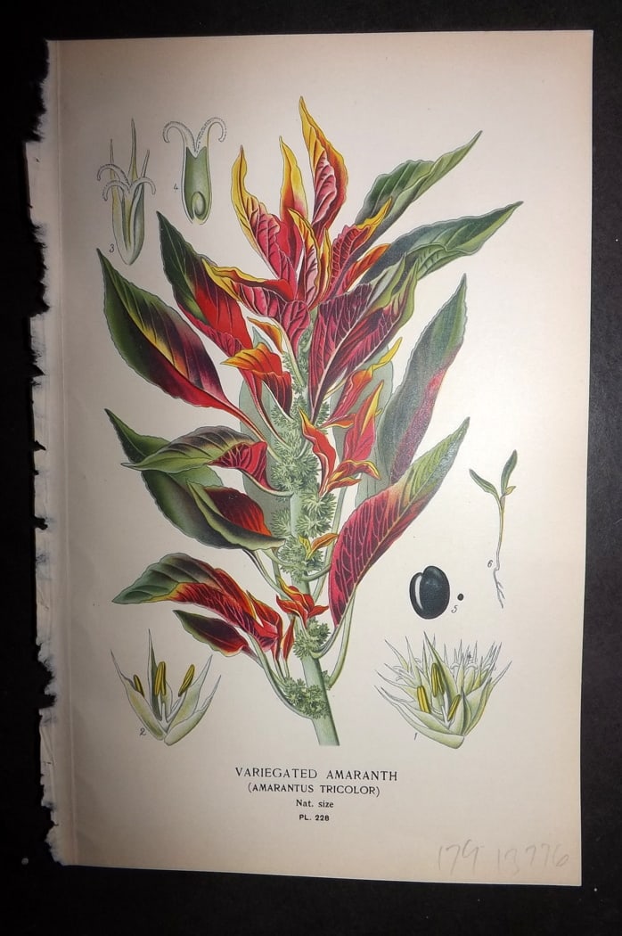 Step 1897 Antique Botanical Print. Variegated Amaranth 228: Chromolithograph Published 1896-97 by Frederick Warne & Co., London for "Favourite Flowers of Garden and Greenhouse" by Edward Step and William Watson. Paper Size: 9.5 x 6 inch (24 x 15cm) Good Condit