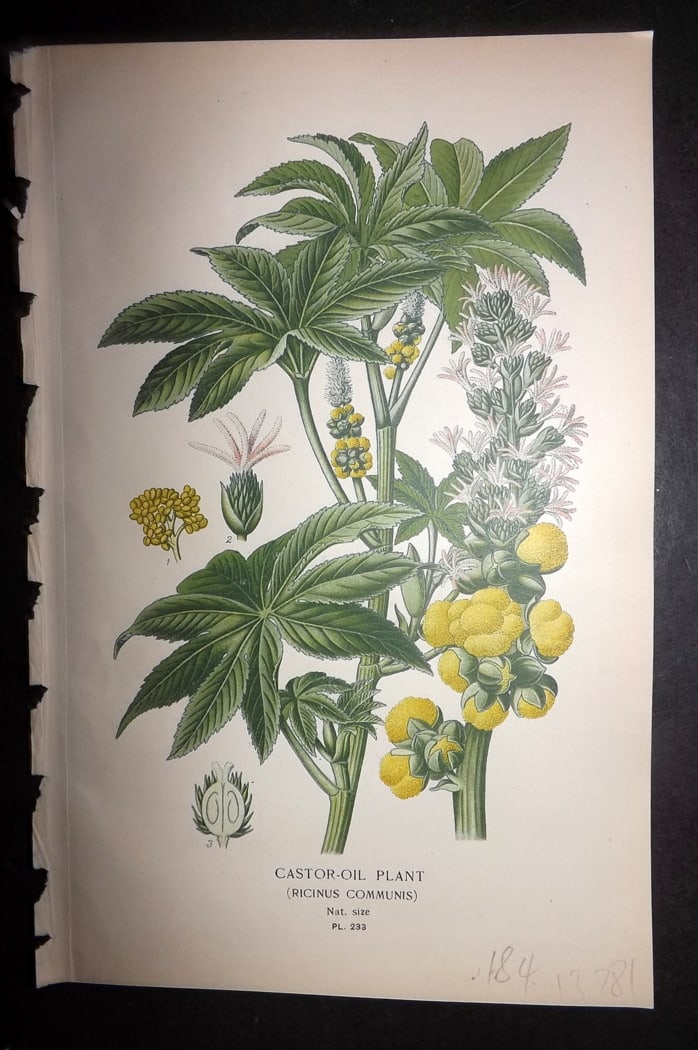 Step 1897 Antique Botanical Print. Caster Oil Plant 233: Chromolithograph Published 1896-97 by Frederick Warne & Co., London for "Favourite Flowers of Garden and Greenhouse" by Edward Step and William Watson. Paper Size: 9.5 x 6 inch (24 x 15cm) Good Condit