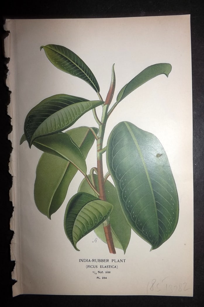 Step 1897 Antique Botanical Print. India Rubber Plant 234: Chromolithograph Published 1896-97 by Frederick Warne & Co., London for "Favourite Flowers of Garden and Greenhouse" by Edward Step and William Watson. Paper Size: 9.5 x 6 inch (24 x 15cm) Good Condit