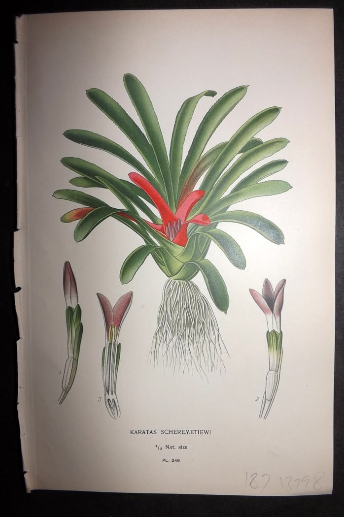 Step 1897 Antique Botanical Print. Karatas Scheremeteiwi 249: Chromolithograph Published 1896-97 by Frederick Warne & Co., London for "Favourite Flowers of Garden and Greenhouse" by Edward Step and William Watson. Paper Size: 9.5 x 6 inch (24 x 15cm) Good Condit