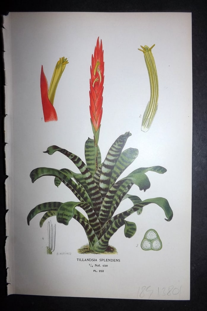 Step 1897 Antique Botanical Print. Tillandsia Splendens 252: Chromolithograph Published 1896-97 by Frederick Warne & Co., London for "Favourite Flowers of Garden and Greenhouse" by Edward Step and William Watson. Paper Size: 9.5 x 6 inch (24 x 15cm) Good Condit