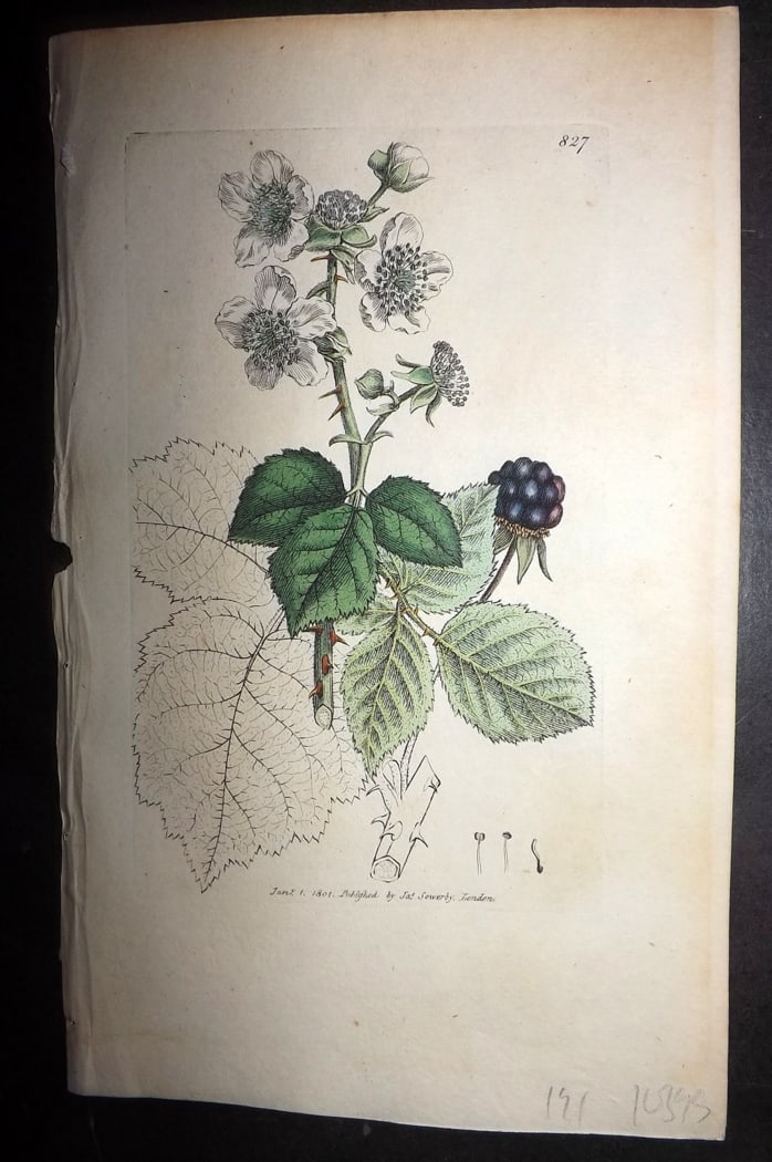Sowerby, James 1801 Hand Col Botanical Print. Hazel Leaved Bramble 827: Hand Colored Copper Plate Published London, 1790-1814 for "English Botany; or, Coloured Figures of British Plants..." First Edition by James Sowerby. With accompanying descriptive text. Paper Size: 9 