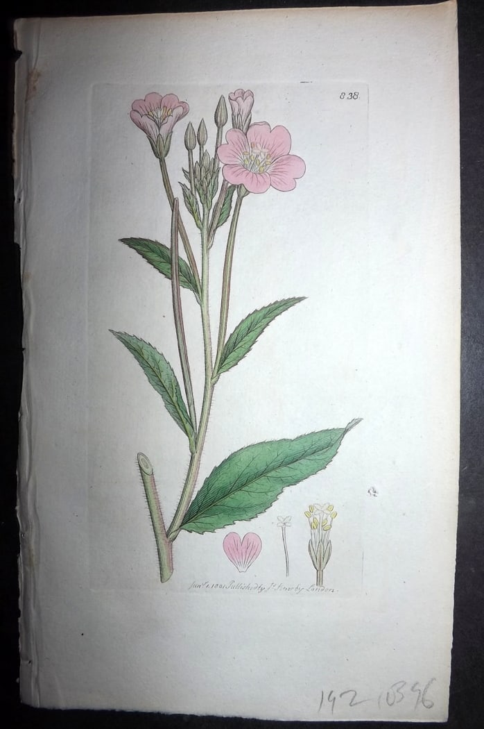 Sowerby, James 1801 Hand Col Botanical Print. Great Hairy Willow Herb 838 (1 of 1)
