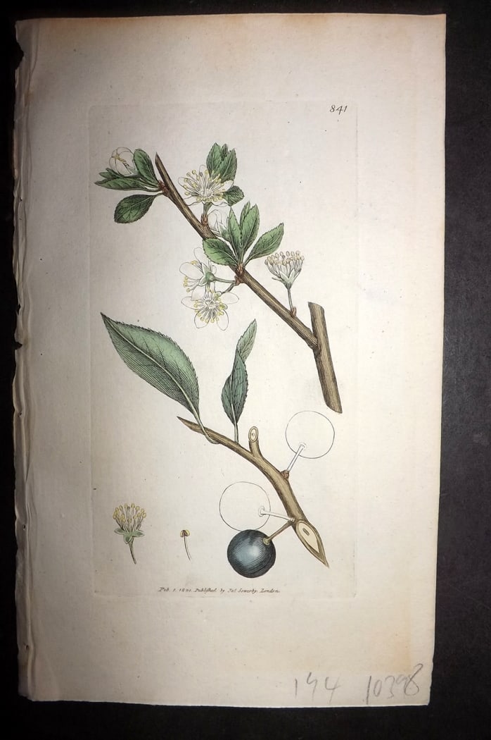 Sowerby, James 1801 Hand Col Botanical Print. Wild Bullace Tree 841: Hand Colored Copper Plate Published London, 1790-1814 for "English Botany; or, Coloured Figures of British Plants..." First Edition by James Sowerby. With accompanying descriptive text. Paper Size: 9 