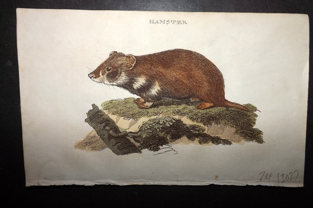 Brightly (Pub) 1811 Hand Col Print. Hamster: Hand Colored Copper Plate Published 1811 by Brightly & Co, Bungay for "The Natural History of Quadrupeds and Cetaceous Animals" Various Authors - Many images taken from George Shaw's "General Zoology"