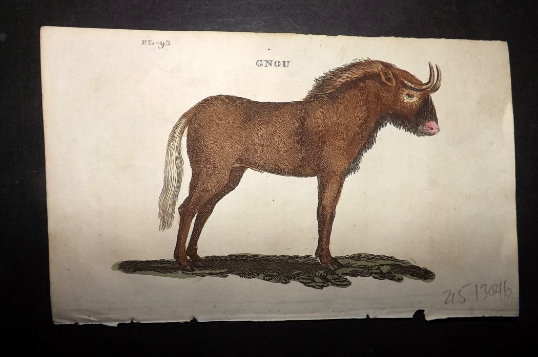 Brightly (Pub) 1811 Hand Col Print. Gnu: Hand Colored Copper Plate Published 1811 by Brightly & Co, Bungay for "The Natural History of Quadrupeds and Cetaceous Animals" Various Authors - Many images taken from George Shaw's "General Zoology"