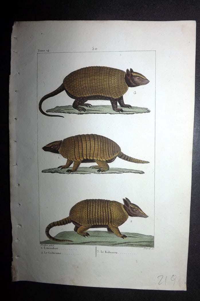 Buffon & Lacepede 1819 Hand Col Print. Armadillos (1 of 1)