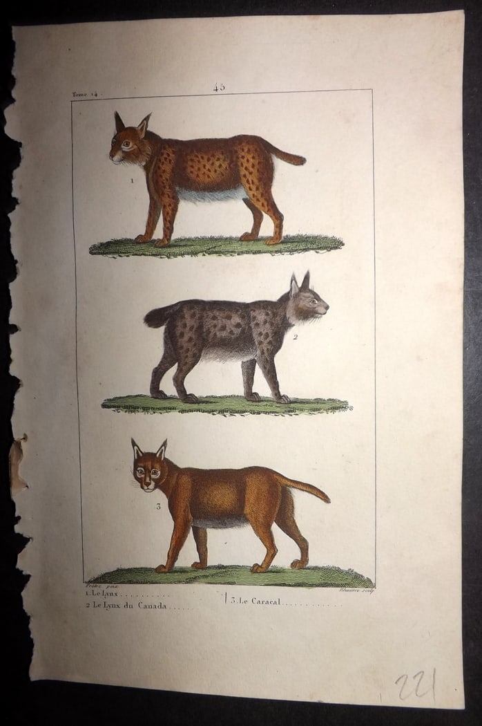Buffon & Lacepede 1819 Hand Col Print. Lynx, Canada Lynx, Caracal (1 of 1)