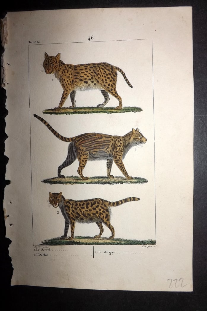 Buffon & Lacepede 1819 Hand Col Print. Serval, Ocelot, Margay: Hand Colored Etching with Engraving Published 1819-22, Paris for "Oeuvres compl?tes de Buffon" by the Comte de Buffon and Bernard Germain de Lacepede. Paper Size: 8 x 5 inch (20 x 13cm) Good Condition