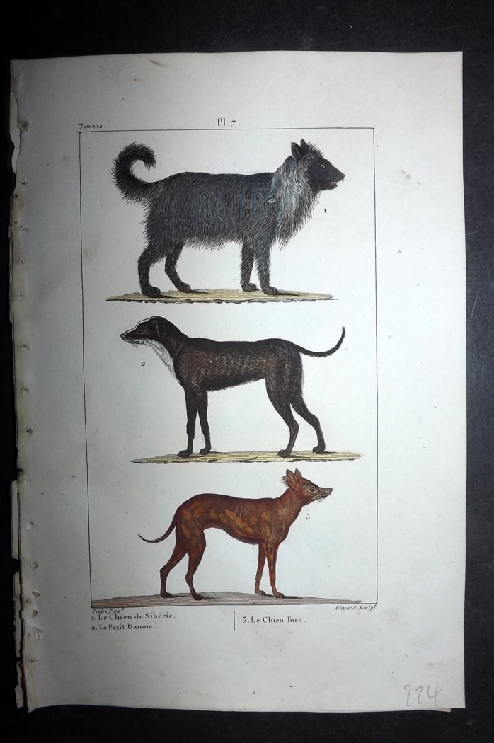 Buffon & Lacepede 1819 Hand Col Print. Dogs 07: Hand Colored Etching with Engraving Published 1819-22, Paris for "Oeuvres compl?tes de Buffon" by the Comte de Buffon and Bernard Germain de Lacepede. Paper Size: 8 x 5 inch (20 x 13cm) Good Condition