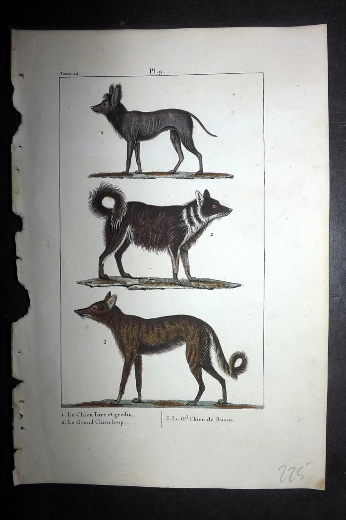 Buffon & Lacepede 1819 Hand Col Print. Dogs 09: Hand Colored Etching with Engraving Published 1819-22, Paris for "Oeuvres compl?tes de Buffon" by the Comte de Buffon and Bernard Germain de Lacepede. Paper Size: 8 x 5 inch (20 x 13cm) Good Condition