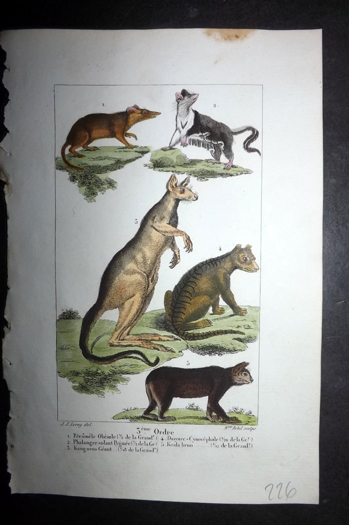Buffon & Lacepede 1819 Hand Col Print. Kangaroo, Phalangers Australia: Hand Colored Etching with Engraving Published 1819-22, Paris for "Oeuvres compl?tes de Buffon" by the Comte de Buffon and Bernard Germain de Lacepede. Paper Size: 8 x 5 inch (20 x 13cm) Good Condition