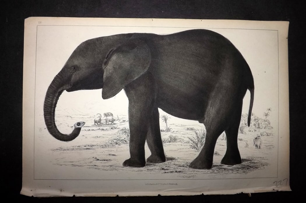 Goldsmith 1851 Hand Col Print. African Elephant 04: Hand Colored Etching/Engraving Published 1851 by A. Fullarton & Co., London for "A History of the Earth and Animated Nature" by Oliver Goldsmith. Paper Size: 10 x 6 inch (25 x 16cm) Good Condition