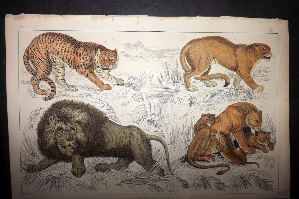 Goldsmith 1851 Hand Col Print. Tiger, African Lion, Puma, Lioness and Cubs 09: Hand Colored Etching/Engraving Published 1851 by A. Fullarton & Co., London for "A History of the Earth and Animated Nature" by Oliver Goldsmith. Paper Size: 10 x 6 inch (25 x 16cm) Good Condition