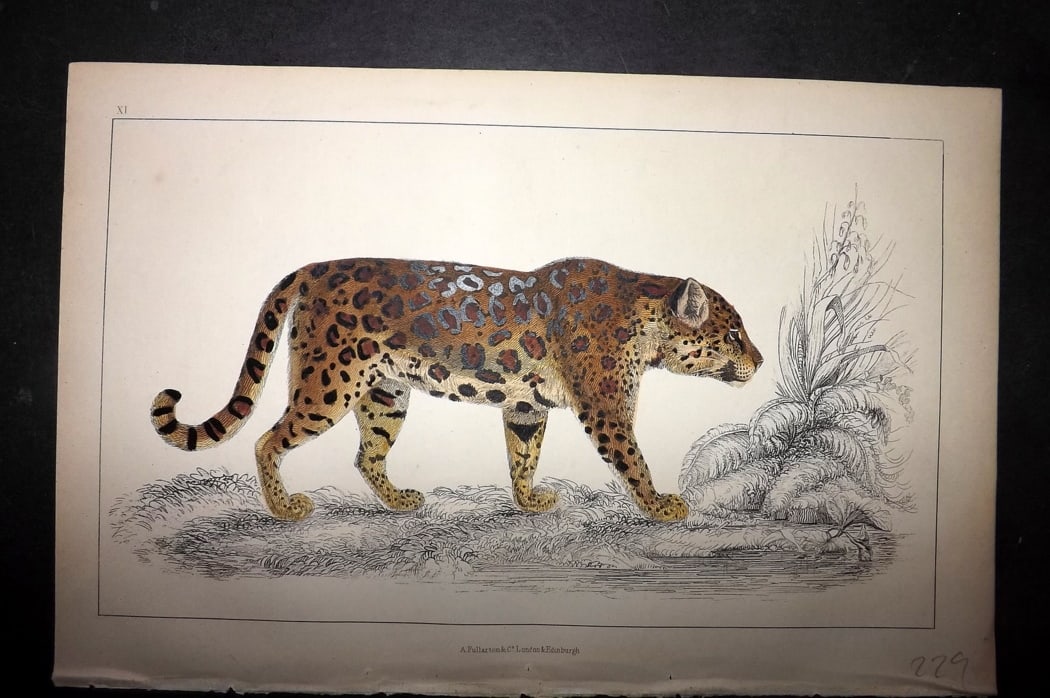 Goldsmith 1851 Hand Col Print. Jaguar (Female) 11: Hand Colored Etching/Engraving Published 1851 by A. Fullarton & Co., London for "A History of the Earth and Animated Nature" by Oliver Goldsmith. Paper Size: 10 x 6 inch (25 x 16cm) Good Condition