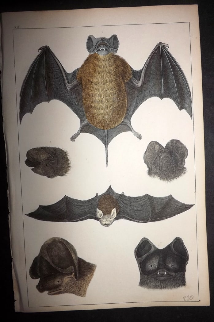 Goldsmith 1851 Hand Col Print. Cayenne, Slender, Notch Eared, Rufous Bat 13: Hand Colored Etching/Engraving Published 1851 by A. Fullarton & Co., London for "A History of the Earth and Animated Nature" by Oliver Goldsmith. Paper Size: 10 x 6 inch (25 x 16cm) Good Condition