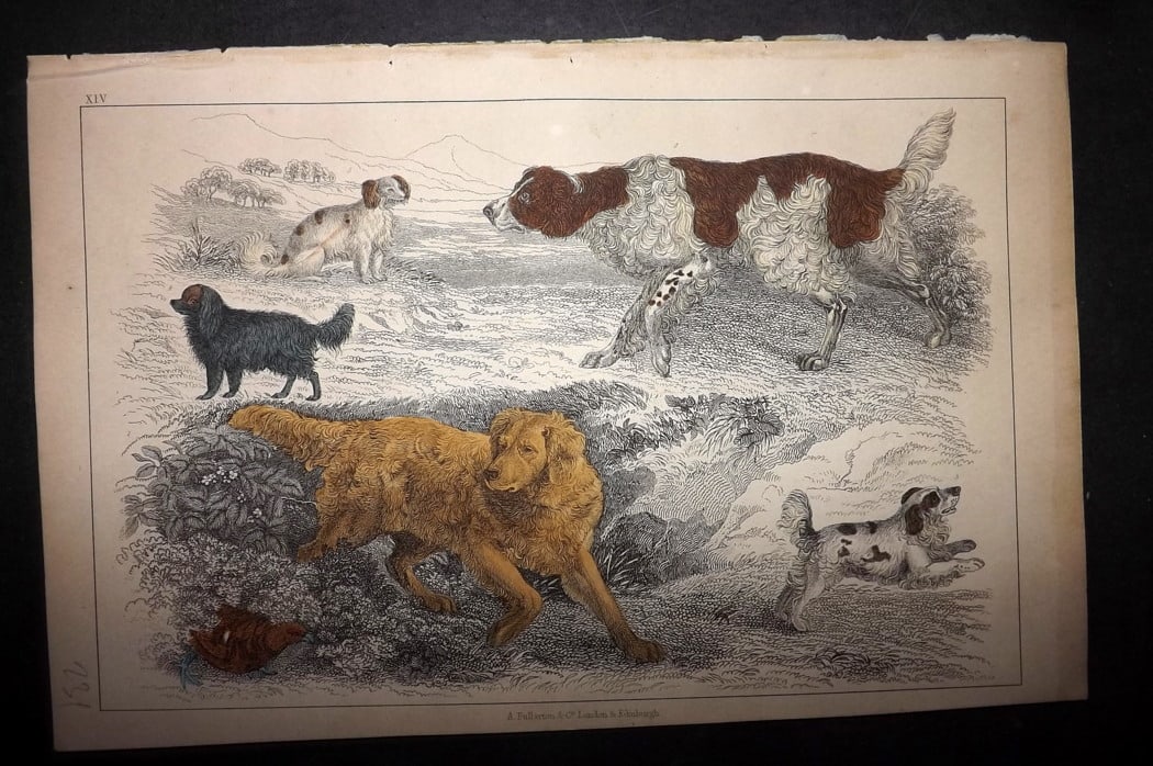 Goldsmith 1851 Hand Col Print. English Setter, Cocker, King Charles Dogs 14 (1 of 1)