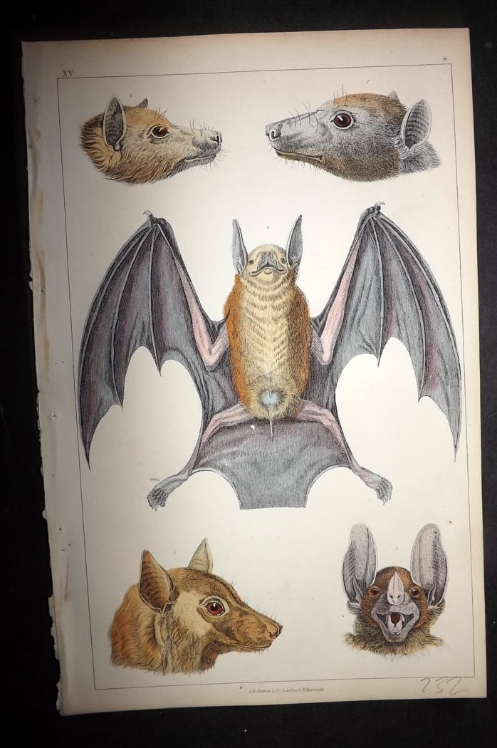 Goldsmith 1851 Hand Col Print. Macklott's. Black Faced, Vampire Bats 15: Hand Colored Etching/Engraving Published 1851 by A. Fullarton & Co., London for "A History of the Earth and Animated Nature" by Oliver Goldsmith. Paper Size: 10 x 6 inch (25 x 16cm) Good Condition