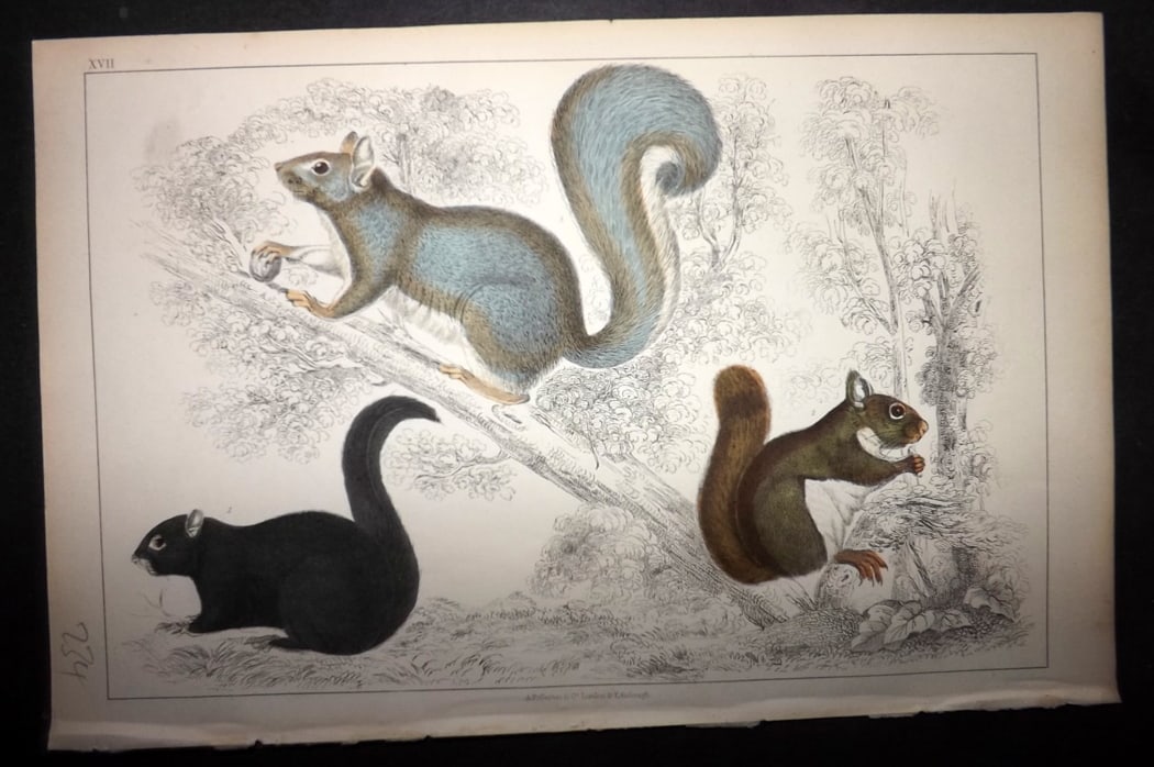 Goldsmith 1851 Hand Col Print. American, Grey, Chickaree Squirrel 17 (1 of 1)