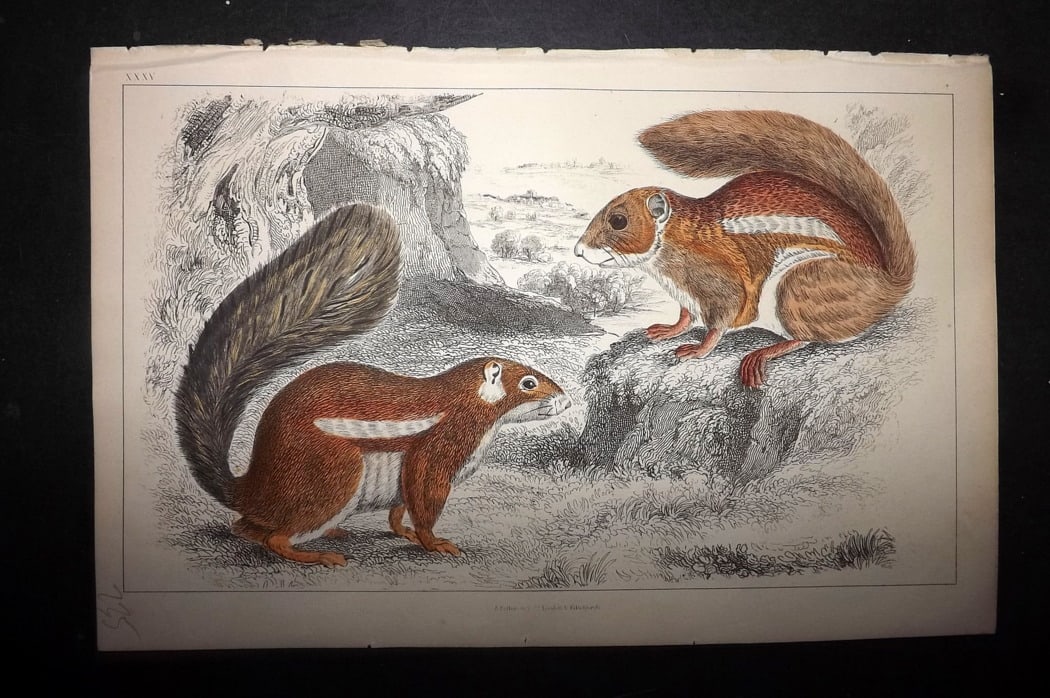 Goldsmith 1851 Hand Col Print. Fire Footed & Hottentot Squirrel 35 (1 of 1)