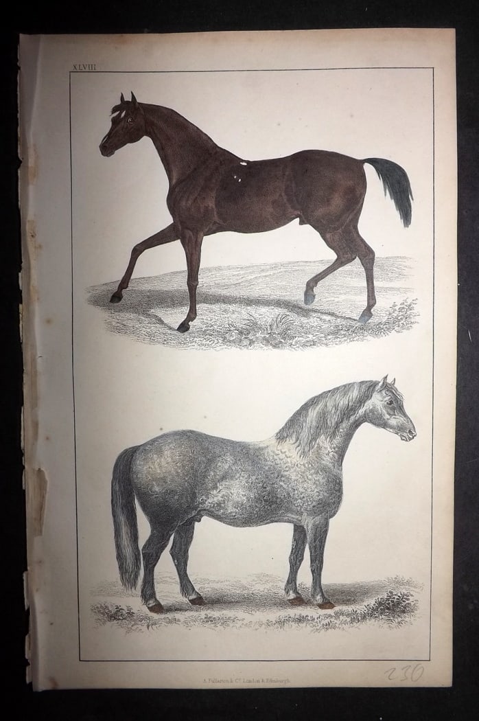 Goldsmith 1851 Hand Col Print. Race Horse. Cart Horse 48: Hand Colored Etching/Engraving Published 1851 by A. Fullarton & Co., London for "A History of the Earth and Animated Nature" by Oliver Goldsmith. Paper Size: 10 x 6 inch (25 x 16cm) Good Condition