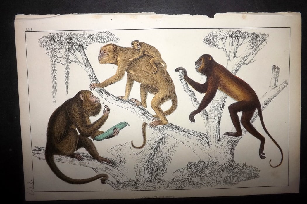 Goldsmith 1851 Hand Col Print. Black Howler, Ursine Howler Monkeys 53: Hand Colored Etching/Engraving Published 1851 by A. Fullarton & Co., London for "A History of the Earth and Animated Nature" by Oliver Goldsmith. Paper Size: 10 x 6 inch (25 x 16cm) Good Condition
