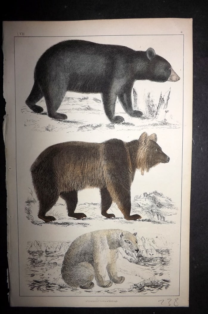 Goldsmith 1851 Hand Col Print. Black Bear of America, Brown Bear, Polar Bear 54: Hand Colored Etching/Engraving Published 1851 by A. Fullarton & Co., London for "A History of the Earth and Animated Nature" by Oliver Goldsmith. Paper Size: 10 x 6 inch (25 x 16cm) Good Condition