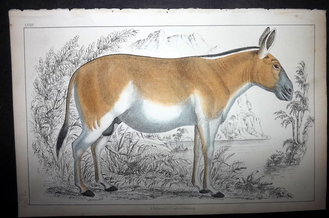 Goldsmith 1851 Hand Col Print. Dziggtai 58: Hand Colored Etching/Engraving Published 1851 by A. Fullarton & Co., London for "A History of the Earth and Animated Nature" by Oliver Goldsmith. Paper Size: 10 x 6 inch (25 x 16cm) Good Condition