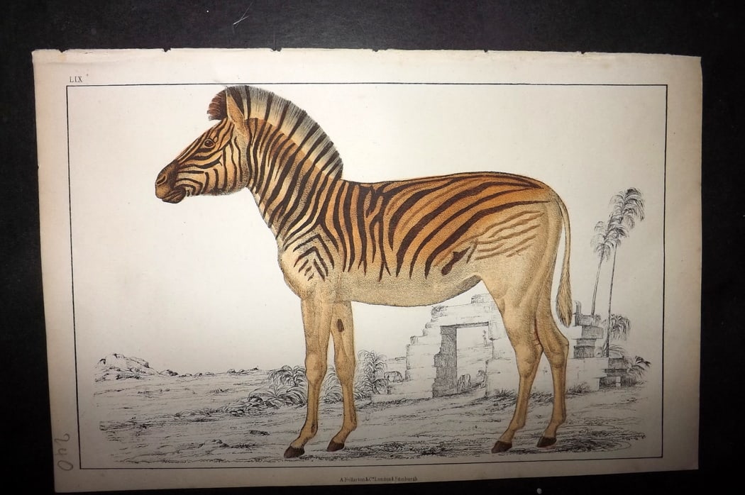 Goldsmith 1851 Hand Col Print. Datiw. Extinct Quagga 59: Hand Colored Etching/Engraving Published 1851 by A. Fullarton & Co., London for "A History of the Earth and Animated Nature" by Oliver Goldsmith. Paper Size: 10 x 6 inch (25 x 16cm) Good Condition