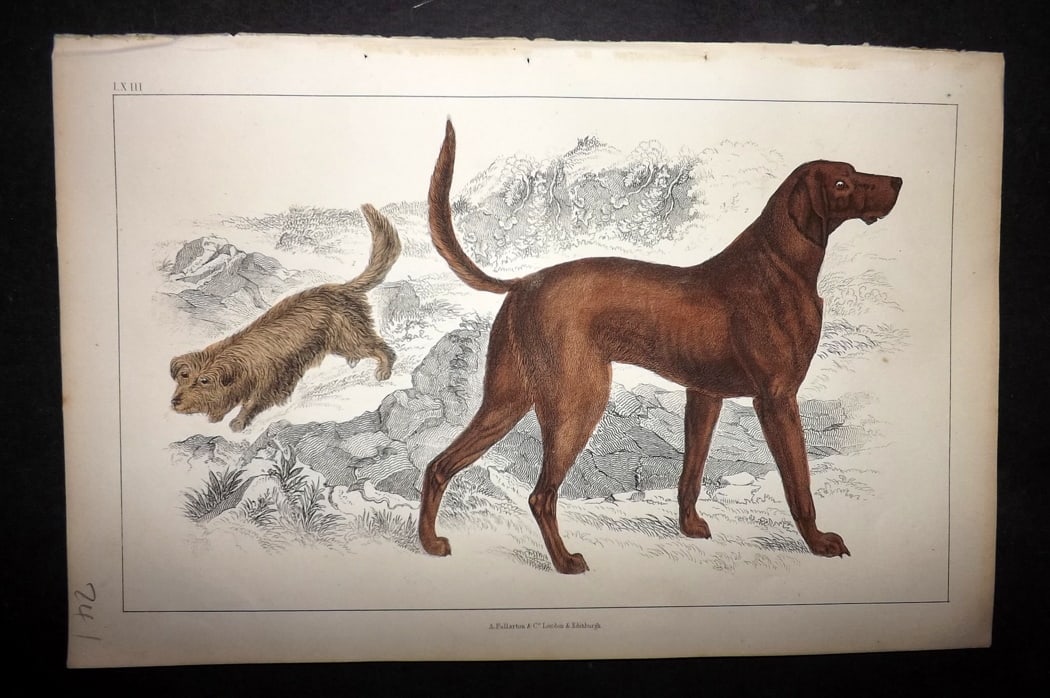 Goldsmith 1851 Hand Col Print. Skye Terrier. Blood Hound Dog 63 (1 of 1)