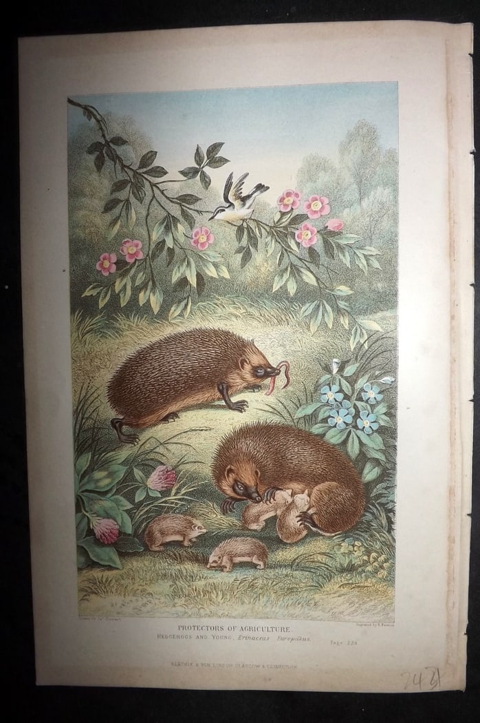 Pouchet, F. A. 1870 Antique Print. Hedgehog - Protectors of Agriculture: Colour Printed Woodblock Published 1870, London for "The Universe: Or, The Infinitely Great and The Infinitely Little" by F. A. Pouchet. Paper Size: 9.5 x 6 inch (24 x 15cm) Good Condition