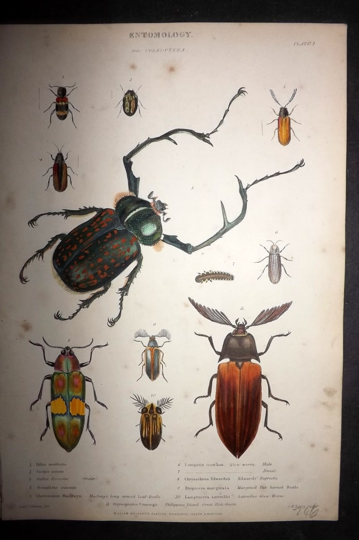 Richardson, John 1862 Hand Col Print. Insect Beetles 02: Hand Colored Steel Engraving/Etching Published 1859-62 by William Mackenzie, Edinburgh & London for "The Museum of Natural History" by John Richardson. Paper Size: 10.5 x 7 inch (27 x 18cm) Minor toni