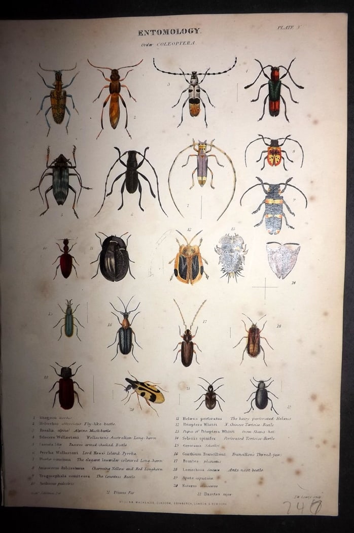 Richardson, John 1862 Hand Col Print. Insect Beetles 03: Hand Colored Steel Engraving/Etching Published 1859-62 by William Mackenzie, Edinburgh & London for "The Museum of Natural History" by John Richardson. Paper Size: 10.5 x 7 inch (27 x 18cm) Minor toni