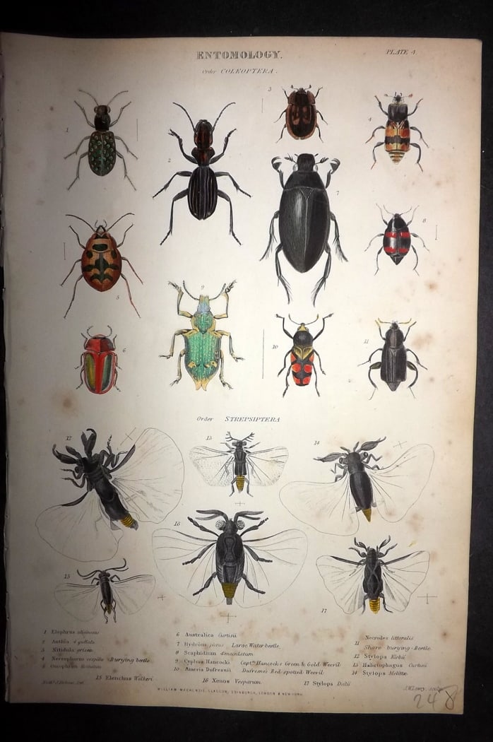 Richardson, John 1862 Hand Col Print. Insect Beetles 04: Hand Colored Steel Engraving/Etching Published 1859-62 by William Mackenzie, Edinburgh & London for "The Museum of Natural History" by John Richardson. Paper Size: 10.5 x 7 inch (27 x 18cm) Minor toni