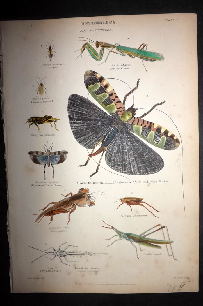 Richardson, John 1862 Hand Col Print. Praying Matis, Emperor Cricket etc 05 (1 of 1)