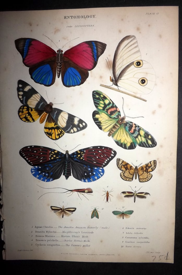 Richardson, John 1862 Hand Col Print. Amazon Butterflies and Moths 10 (1 of 1)