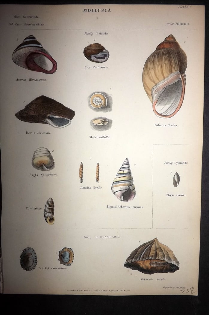 Richardson, John 1862 Hand Col Print. Shells 07 (1 of 1)