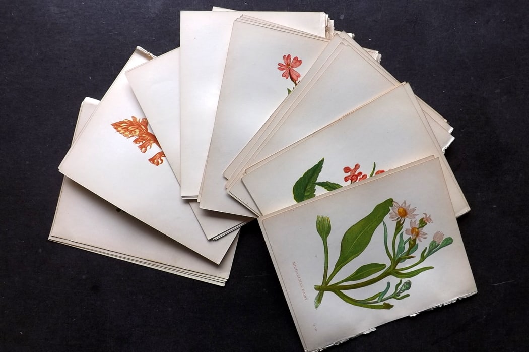 Pratt, Anne 1893 Lot of 40 Antique Botanical Prints: Colour Printed Woodblock Published 1893, London for "Wild Flowers" by Anne Pratt. Paper Size: 5.5 x 4 inch (14 x 11cm) Good Condition