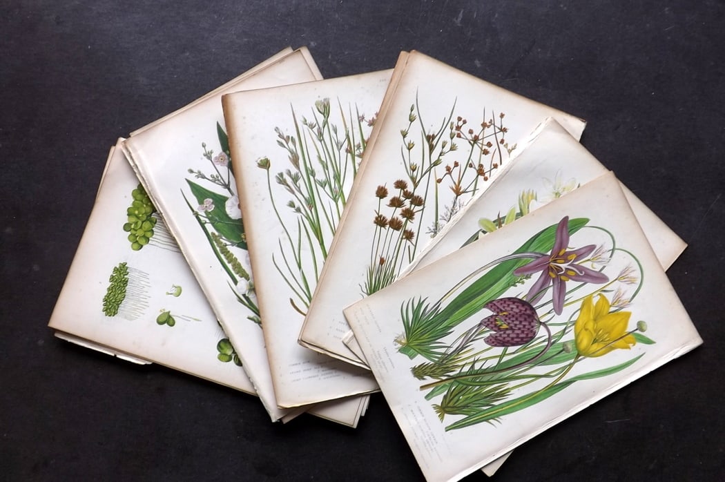 Pratt, Anne C1860 Lot of 15 Antique Botanical Prints incl Orchids (1 of 3)