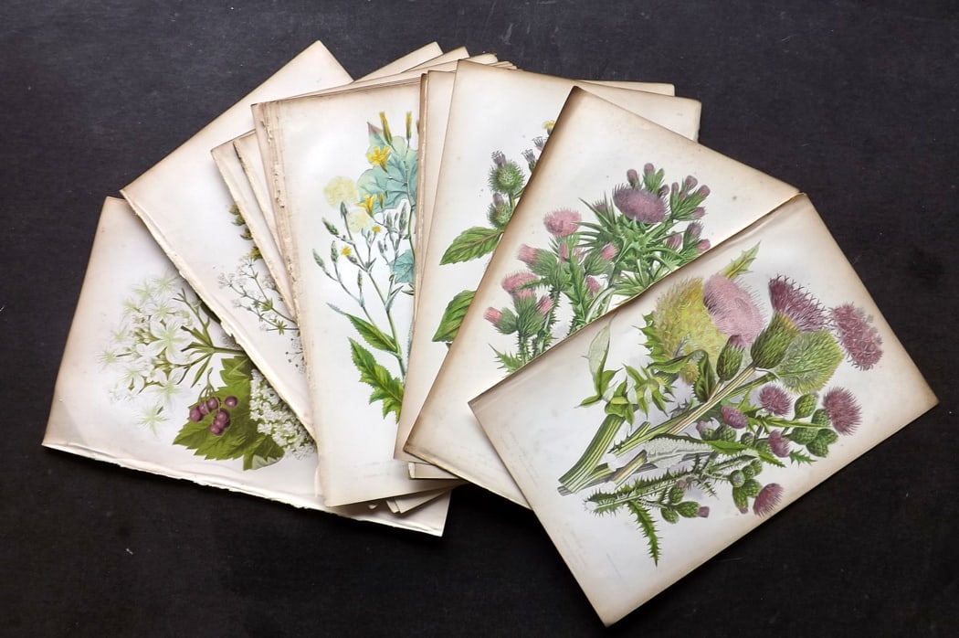 Pratt, Anne C1860 Lot of 15 Antique Botanical Prints: Colour Printed Woodblocks Published C1860, London for "The Flowering Plants and Ferns of Great Britain" by Anne Pratt. Paper Size: 8.5 x 5.5 inch (22 x 14cm) Very minor background toning. Otherwise fi