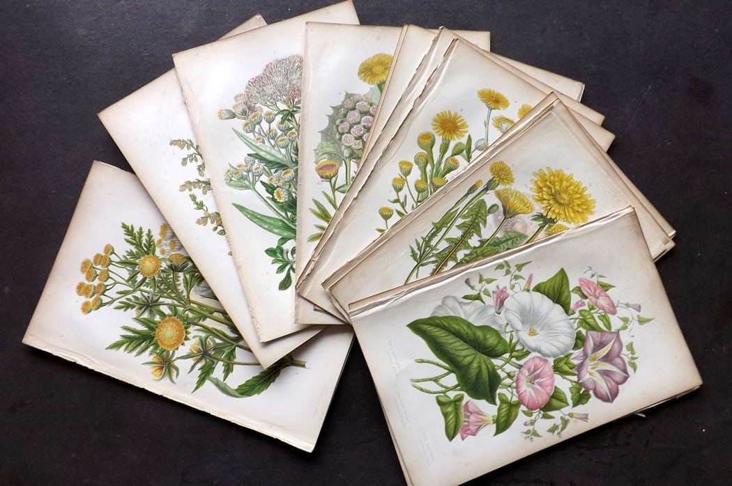 Pratt, Anne C1860 Lot of 15 Antique Botanical Prints: Colour Printed Woodblocks Published C1860, London for "The Flowering Plants and Ferns of Great Britain" by Anne Pratt. Paper Size: 8.5 x 5.5 inch (22 x 14cm) Minor background toning in parts. Good Con