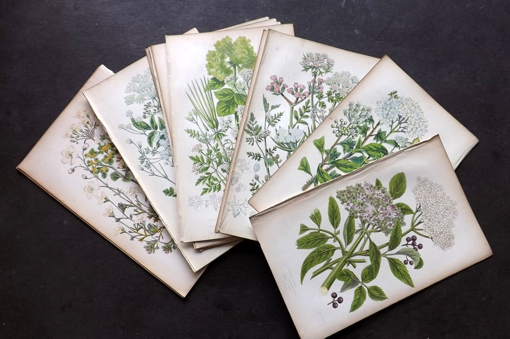 Pratt, Anne C1860 Lot of 15 Antique Botanical Prints (1 of 3)