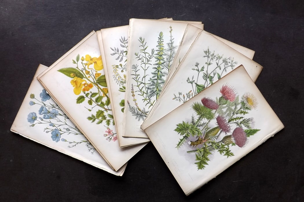Pratt, Anne C1860 Lot of 12 Antique Botanical Prints: Colour Printed Woodblocks Published C1860, London for "The Flowering Plants and Ferns of Great Britain" by Anne Pratt. Paper Size: 8.5 x 5.5 inch (22 x 14cm) Minor background toning in parts. Good Con