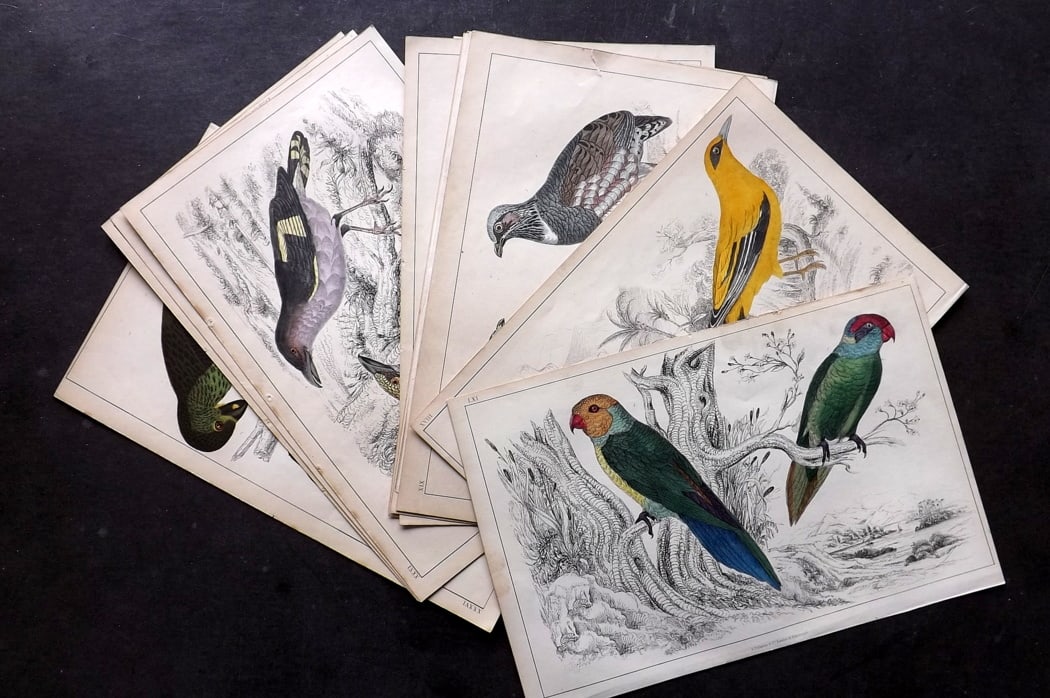 Goldsmith, Oliver 1857 Lot of 11 Hand Col Bird Prints: Hand Colored Etching/Engraving Published C1850 by A. Fullarton & Co., London for "A History of the Earth and Animated Nature" by Oliver Goldsmith. Paper Size: 10 x 6 inch (25 x 16cm) Good Condition ov