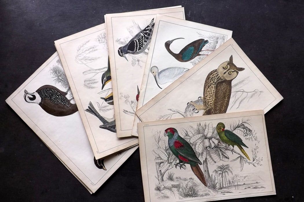 Goldsmith, Oliver 1857 Lot of 11 Hand Col Bird Prints: Hand Colored Etching/Engraving Published C1850 by A. Fullarton & Co., London for "A History of the Earth and Animated Nature" by Oliver Goldsmith. Paper Size: 10 x 6 inch (25 x 16cm) A few minor fault